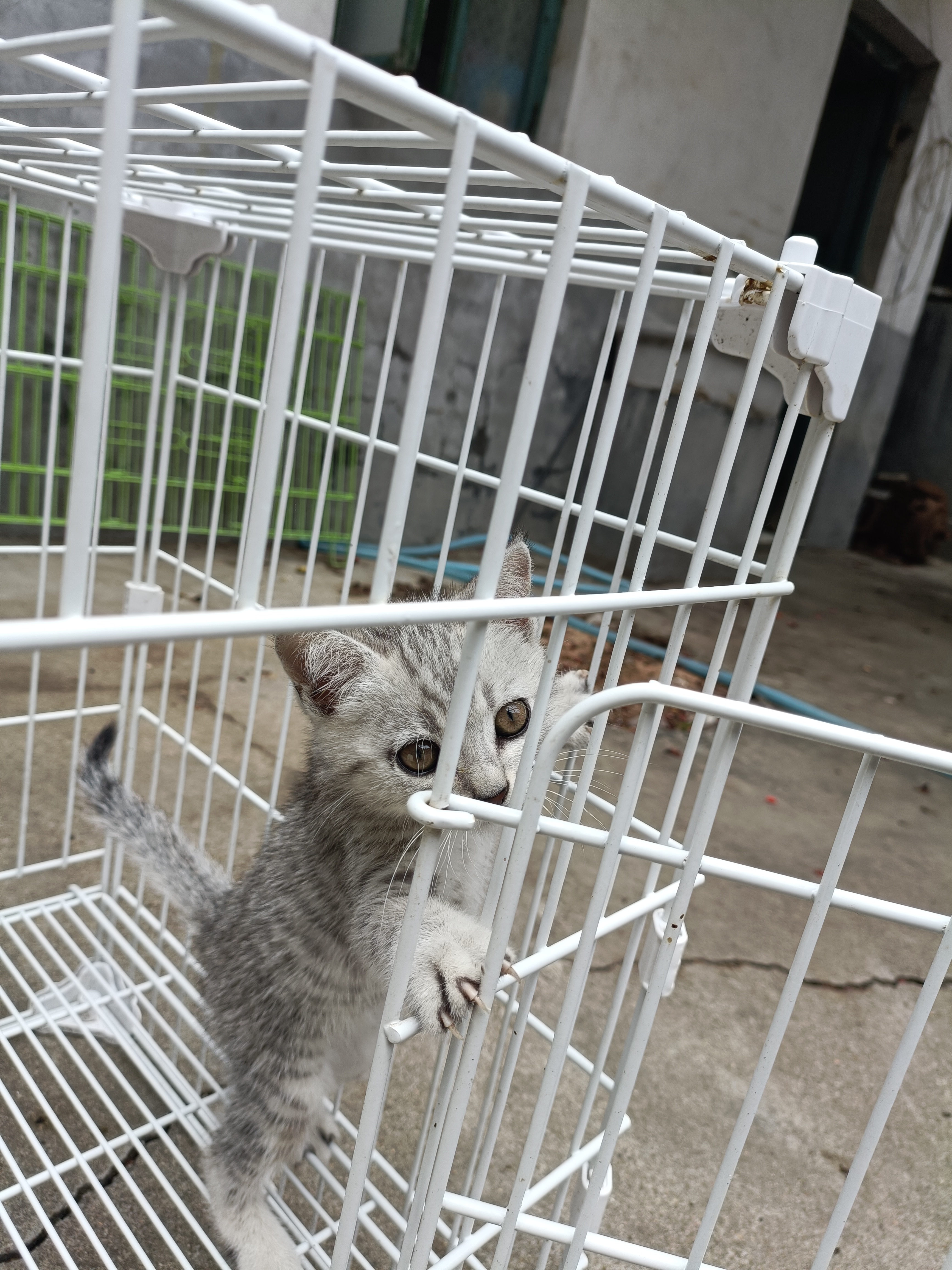短毛虎斑